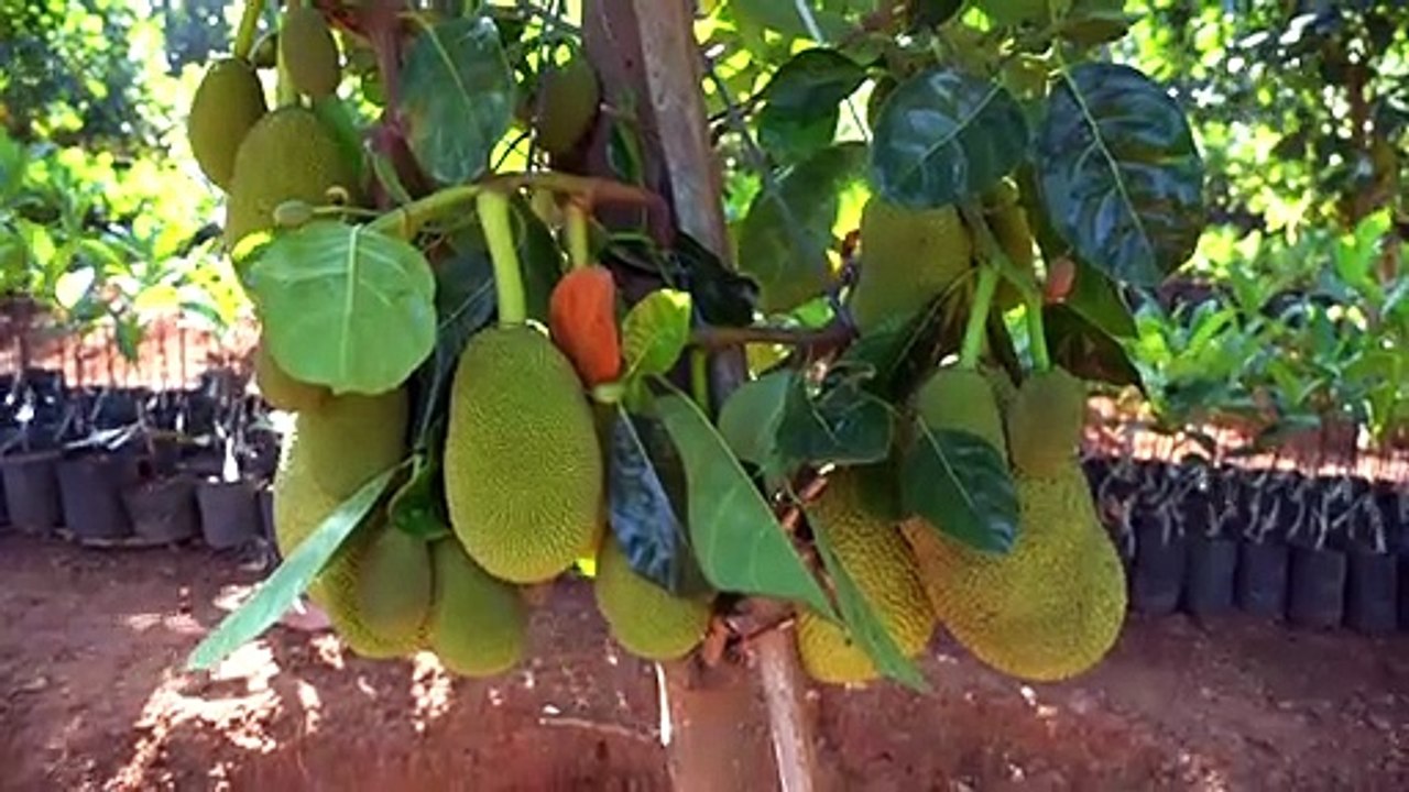 Jackfrucht löst neuen Superfood-Hype aus