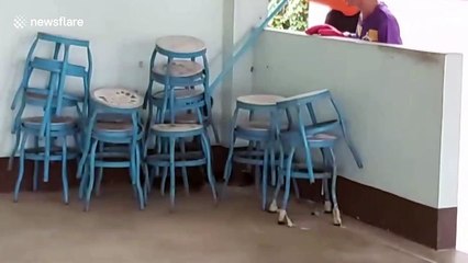 Ferocious king cobra caught in Thailand restaurant after going in search of food