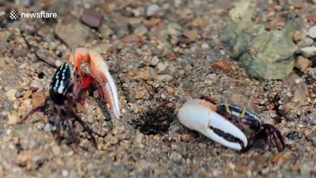 Thousands of fiddler crabs appear on beach deserted during coronavirus pandemic