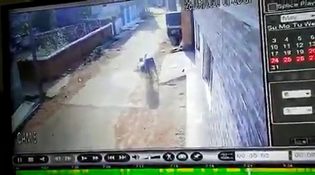 शहडोल में सांड का आतंक, शख्स को हवा में उछाल उछालकर कई बार पटका, वीडियो वायरल