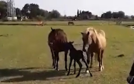 Cavallino Treporti (VE) - Salvato puledrino bloccato nel fango di un canale (30.05.20)