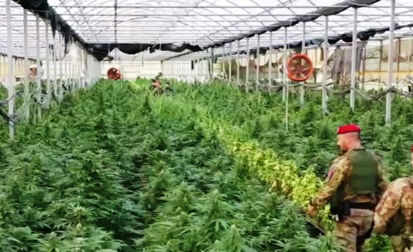 Catanzaro - Sequestrata piantagione di canapa indiana a Sellia Marina (30.05.20)