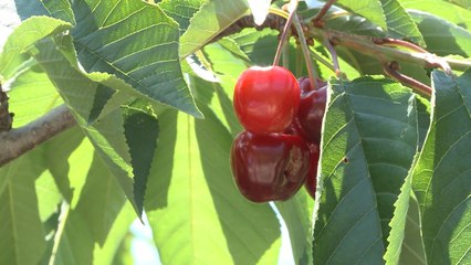 La cereza extremeña pierde un 45% de su producción por las lluvias