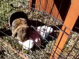 Adorable Bunny Playing With Bunny Plush Toy