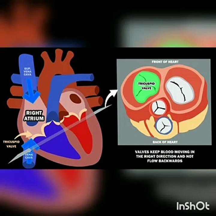 amazing  blood circulation graphics