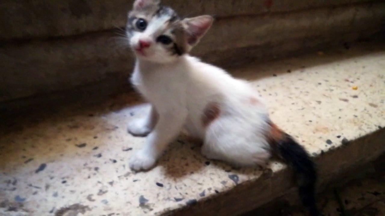 Twins Kitties Play On Stairs