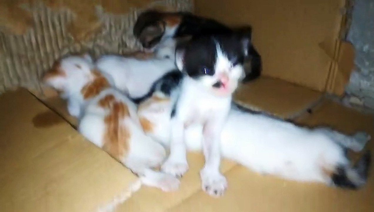 New Born Five Kitties