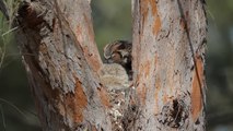 Great Horned Owl