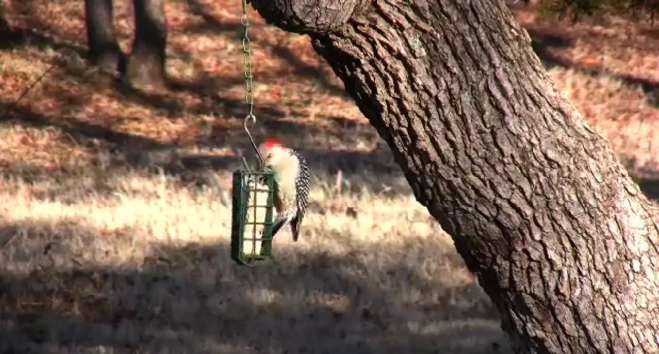 Woodpecker