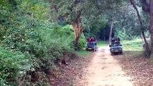 Eagle vs komodo dragon Lizard vs Cheetahs What is the most dangerous predator in the world