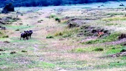 Knowing Lions Choose The Simplest Way to Catch The Whole Family Warthog
