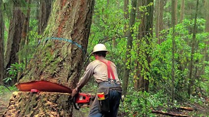 "No Further Cutting Of Trees Needed": SC On Aarey Standoff