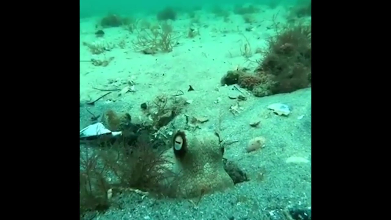 Les gros yeux de ce poulpe font peur à voir au fond de l'océan