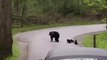 Il croise une famille d'ours qui traverse la route... Adorable