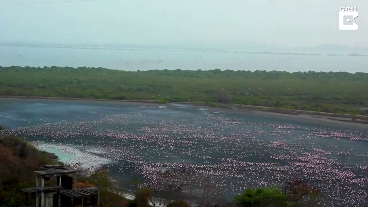 Un lac couvert par des milliers de flamands roses... Impressionnant