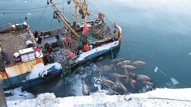 Regardez qui attend au pied du bateau de ces pêcheurs...