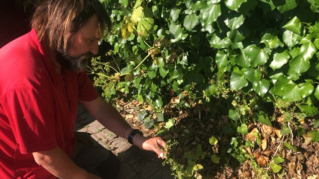 Cette plante fait son grand retour à Vannes