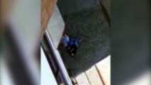 Vídeo de internauta mostra momento que homem é agredido no Centro de Cascavel