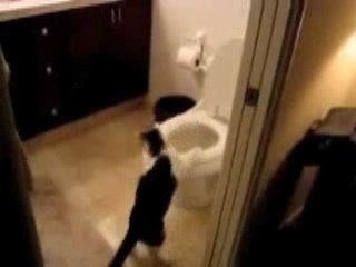 Le chat et la chasse d'eau