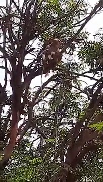 Une bande de singes attaque un scientifique et s'enfuit avec des échantillons de sang pour le coronavirus