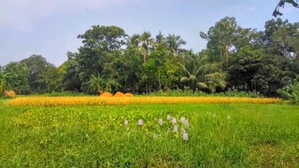 Nature Beauty of Bangladesh || HD