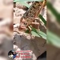 Locust Attack | Locust Plague | Locust attack in jaipur | locust attack in india | locust attack in india 2020 | locust attack video | locust attack footage | how locust attack | locust plague 2020| locust plague india  locust plague attack, locust plague