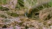 Amazing Snack Python King Cobra Big Battle In The Desert Mongoose | Amazing Attacks Of Animals