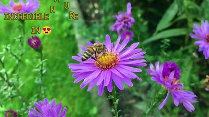 Download Video: Beautiful Honey Bees with beautiful Flowers | Amazing Honey Bees and  Naturally occurring pollination process | सुंदर फूल के साथ सुंदर मधुमक्खियों | अद्भुत शहद मधुमक्खियों और स्वाभाविक रूप से होने वाली परागण प्रक्रिया