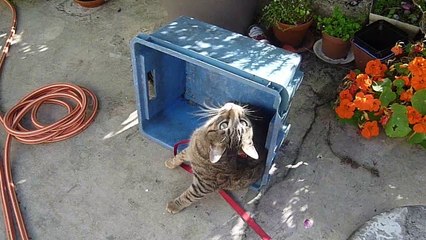 chat Petitcoeur dehors et assez craintif