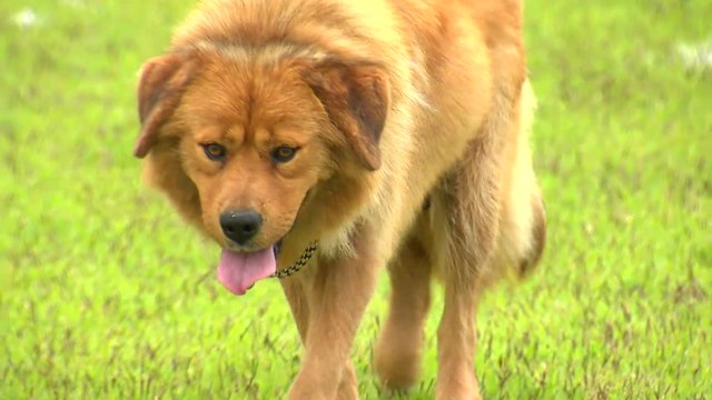 임실 오수 '義犬' 몽실이 복원 후...반려동물 메카 꿈꾼다 / YTN
