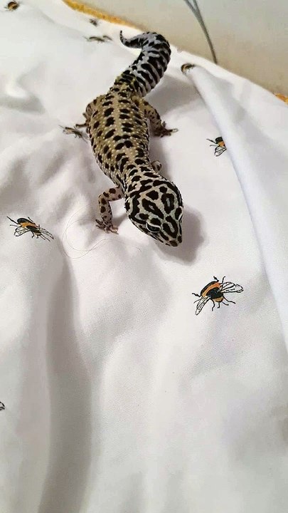 Leopard Gecko Confused by Bumblebee Decoration