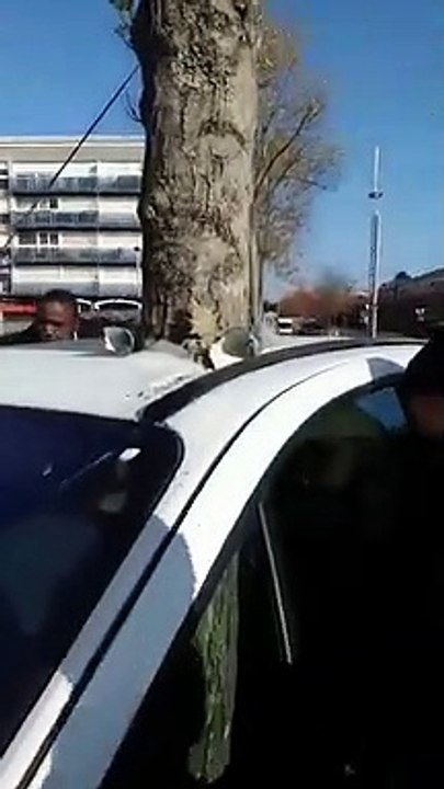 Une arbre dans une voiture