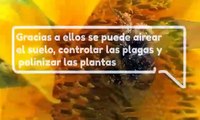 ¿Por qué son tan IMPORTANTES los INSECTOS en nuestra vida?