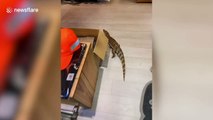 Pet crocodile roams through home in Taiwan