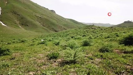 Faraşin Yaylası ilk defa doğa fotoğrafçılarını ağırladı