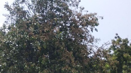 Télécharger la video: locust attack in jodhpur