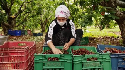 Avrupa, Türk kirazını bekliyor