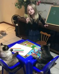 Une fillette apprend à dessiner à des chats