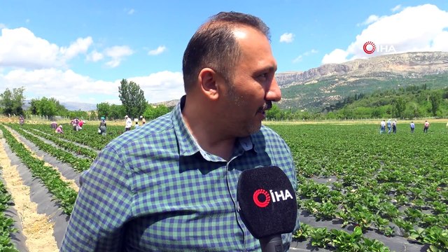 - Ermenek’te zeytinden sonra çilekte yöre halkının umudu oldu