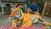 RAJU-VAMSHARAJ-RVR-KING-WITH-BIG-TIGERS-VIDEOS-INDIAN  Raju Vamsharaj (RVR) Kingరాజు వంశరాజ్ మీ, Raju Vamsharaj (RVR) King రాజు వంశరాజ్ (ఆర్ వి ఆర్) Trs Youth Leader మల్లేష్ వంశరాజ్ యువసేన 892 555 5557 INDIA ( భారతదేశము ) JAI HIND !