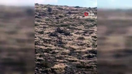 Bodrum'da görülen hayvan jaguar sanılmıştı; gerçek ortaya çıktı
