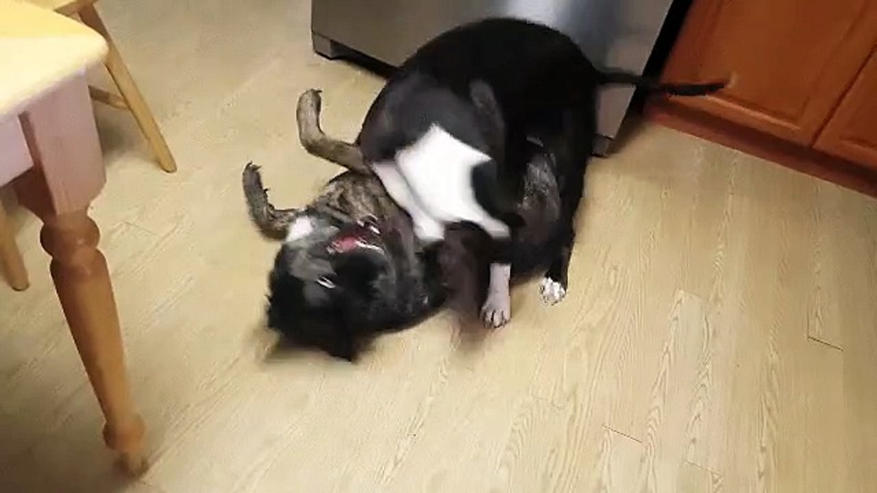 2 dogs better than one!  fun times during quarantine!