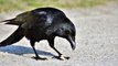 El cuervo 'ayuda' al erizo a cruzar la carretera