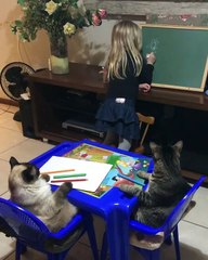 Une fillette apprend à dessiner à des chats