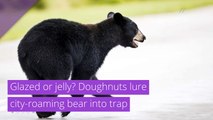 Glazed or jelly? Doughnuts lure city-roaming bear into trap, and other top stories from May 31, 2020.