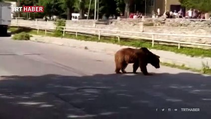 Azerbaycan'da şehre inen bozayı sokakları turladı