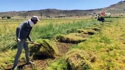 Mazıdağı'nda mercimek hasadı başladı