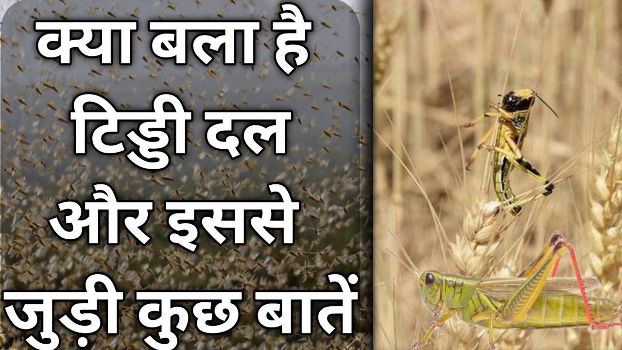 क्या बला है टिड्डी दल || टिड्डी दल भारत कैसे आया || टिड्डी दल का जीवन काल कितना होता है || Tiddi dal