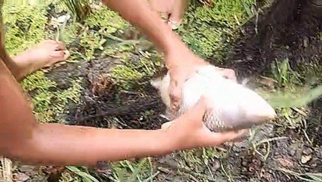 Catching Fish | Fish Catching | Unique Underwater Fishing | Best Fish Catching | Best Fishing Video | Bangla | HappyEntertainment