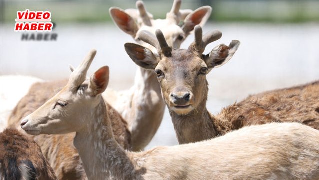 (31 Mayıs 2020) KAYSERİ BÜYÜKŞEHİR BELEDİYESİ HAYVANAT BAHÇESİ’NDE